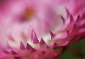 Everlasting: Everlasting flower