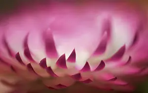 Unexplained: Everlasting flower