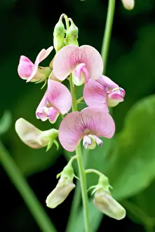 Peas: Everlasting Pea