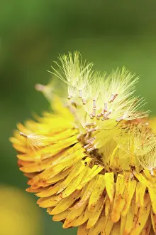 Everlastingflower: Everlastingflower
