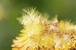 Everlastingflower: Everlastingflower