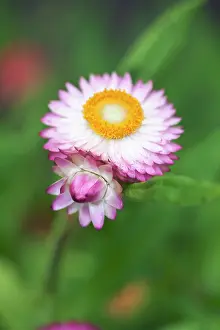 Everlasting: Everlastingflower