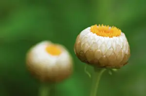 Everlastingflower: Everlastingflower