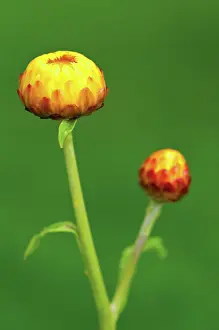 Everlastingflower: Everlastingflower