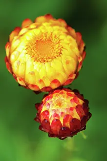 Everlastingflower: Everlastingflower