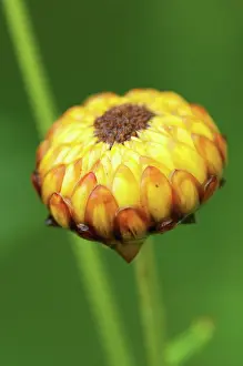 Everlastingflower: Everlastingflower