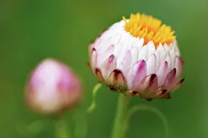 Everlastingflower: Everlastingflower