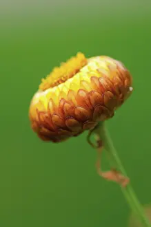 Everlastingflower: Everlastingflower