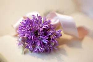 Ribbon: Everlastingflower
