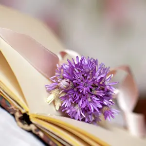 Book: Everlastingflower