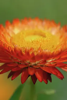 Geometrical: Everlastingflower