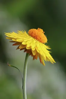 Everlastingflower: Everlastingflower