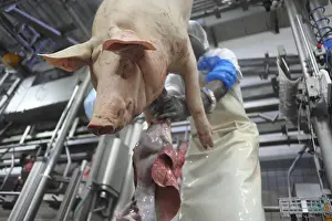 Blouse: Evisceration of Pigs on elevating platform Rodez France
