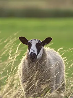 200621: Ewe