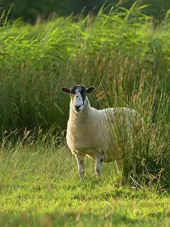 170821: Ewe on grazing marsh - Norfolk UK
