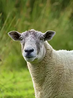 170821: Ewe on grazing marsh - Norfolk UK