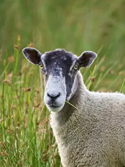 170821: Ewe on grazing marsh - Norfolk UK