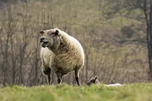 Bleating: Ewe and lamb