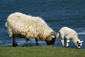 Paddock: Ewe and lamb, Northumberland, England