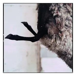 Hung: Ewes hung by the hind legs before autopsy