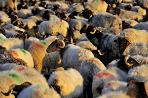 Populations: Ewes Manech blackhead Basque Country France