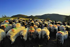 Populations: Ewes Manech blackhead Itary Basque Country France