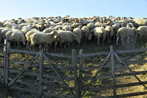 Corral: Ewes Manech red head in a compound Basque Country France