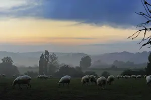 Intergalactic: Ewes Manech red head at dawn Basque Country France