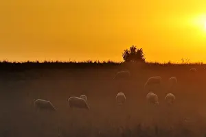 Intergalactic: Ewes Manech red head at dawn Basque Country France