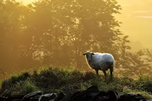 Intergalactic: Ewes Manech red head at dawn Basque Country France