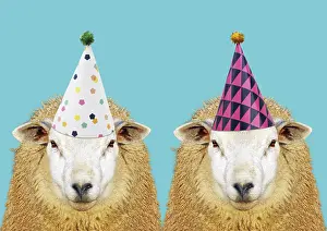 161018: Two Ewes / Sheep, wearing Birthday party hats