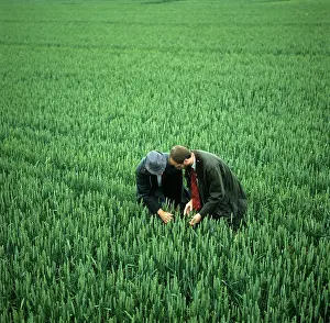 Farmer: Examining a wheat crop
