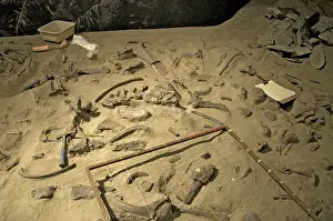Tools: An Excavated Centrosaurus Bonebed