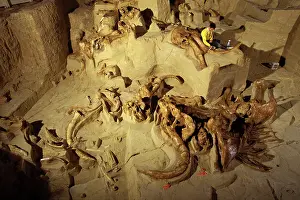 Died: Excavation of Columbian Mammoth bones - Mammoths