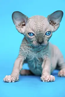 Nudity: Excellent hairless kitten of Canadian Sphynx Cat