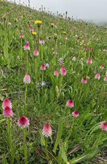 Exceptional: Exceptional mountain orchid meadow, Col Sampiero