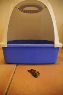 Excretion: Excrement from a cat litter to France
