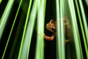 Carnifex: Executioner Treefrog (Dendropsophus carnifex), Mindo