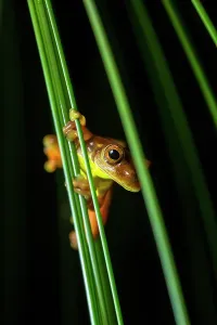 Carnifex: Executioner Treefrog (Dendropsophus carnifex), Mindo