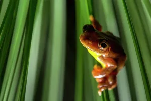 Carnifex: Executioner Treefrog (Dendropsophus carnifex), Mindo