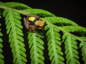 Frond: Executioner Treefrog (Dendropsophus carnifex), j