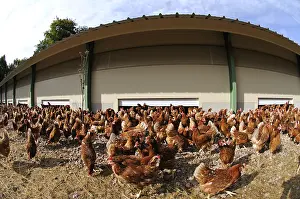 Comt: Exit the barn on a farm of laying hens
