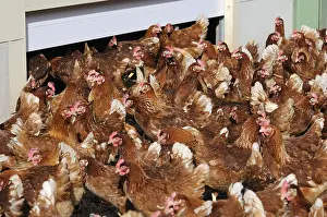 Comt: Exit the barn on a farm of laying hens