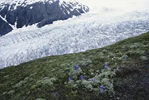 Fjords: Exit Glacier