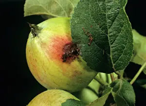 Cydia: Exit hole of codling moth