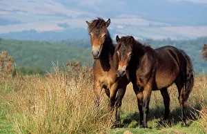 Exmoor: Exmoor PONIES - two