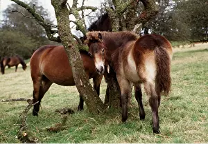Scratching: EXMOOR PONIES