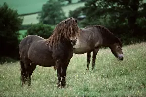 Shaggy: EXMOOR PONIES
