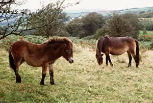 Moors: EXMOOR PONIES