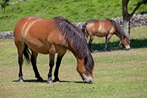 Exmoor: Exmoor ponies grazing